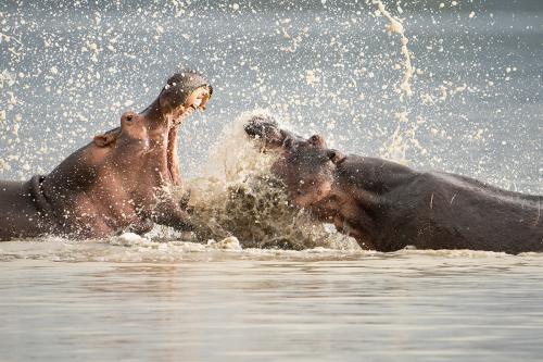 Flusspferde im Kampf